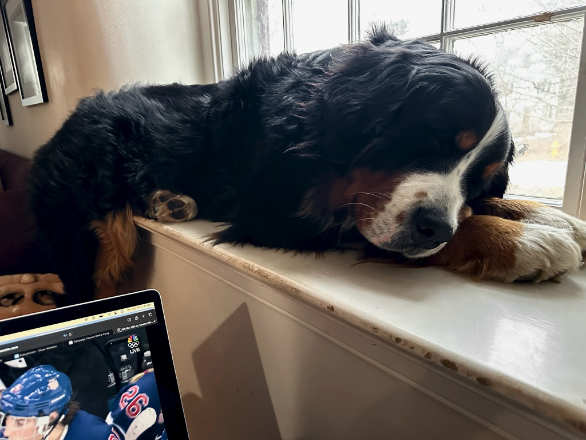 dog