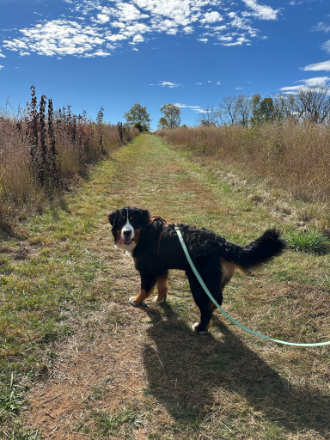 burnese mountain dog